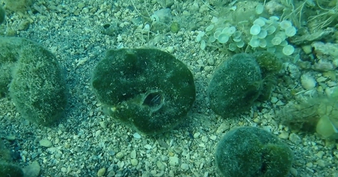 Vani se alge koriste i u industriji - Kako stoji Hrvatska?