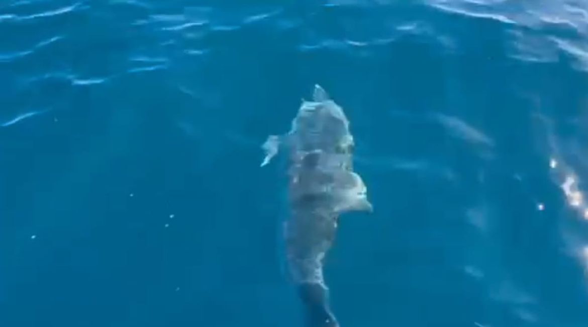 VIDEO Ronilačka ekipa naletjela na pučinsku atrakciju kod otoka Kakan