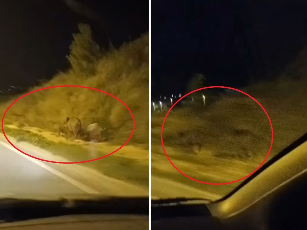 VIDEO Krdo divljih svinja trčalo noćas brzom kaštelanskom cestom