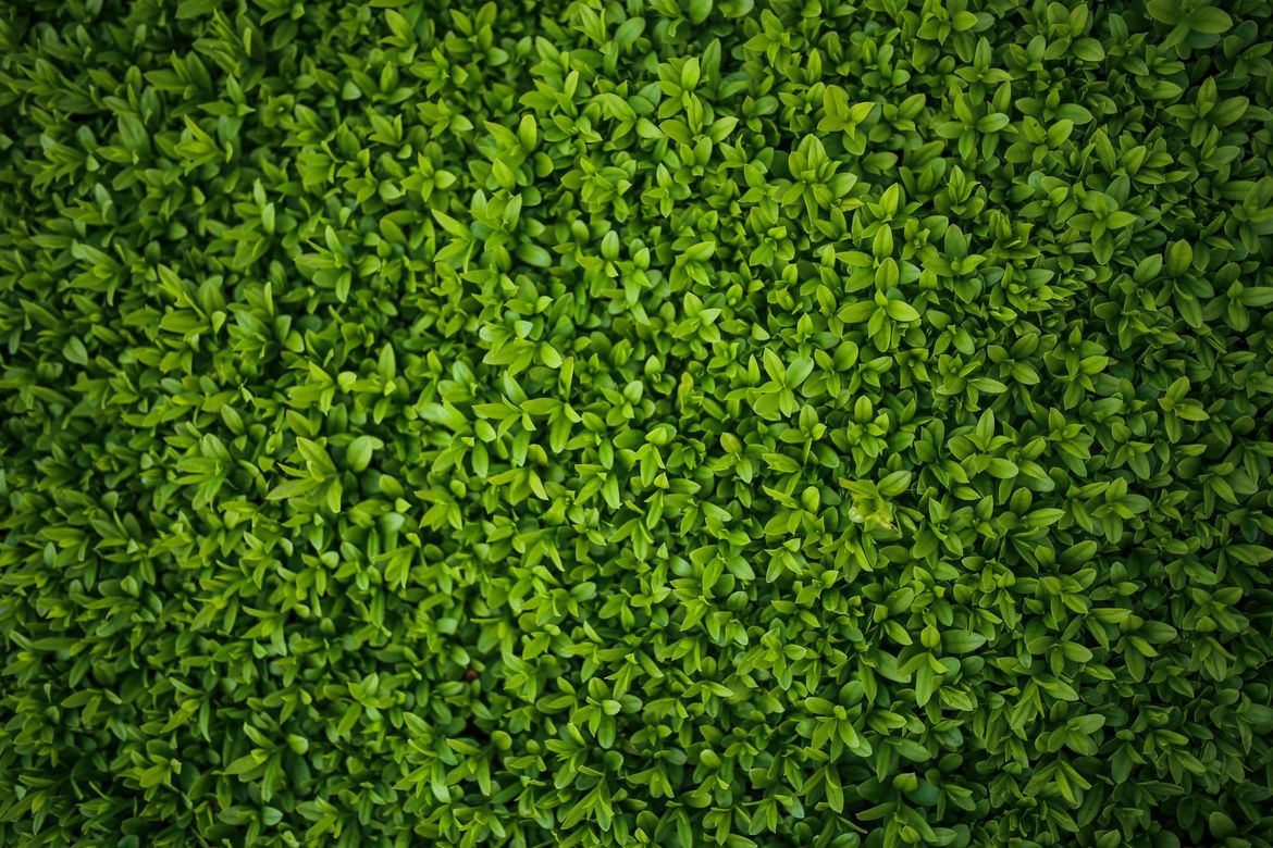 Išli su si na živ(i)ce - susjedi u Zadru sukobili se oko vegetacije