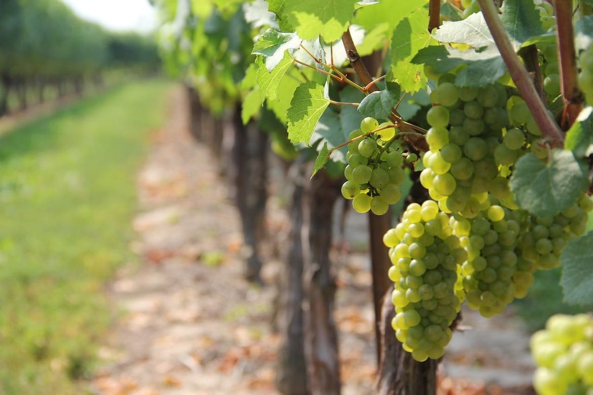 Unatoč teškoj godini, istarski vinari uspjeli proizvesti kvalitetna vina