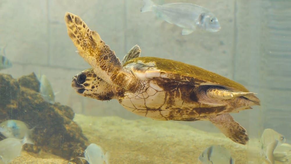 Što u slučaju pronalaska uginulih, bolesnih ili ozlijeđenih, strogo zaštićenih morskih životinja?