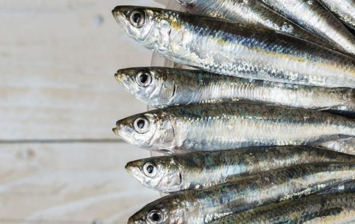 Općina Medulin predstavlja digitalnu kuharicu “Ulov dana”