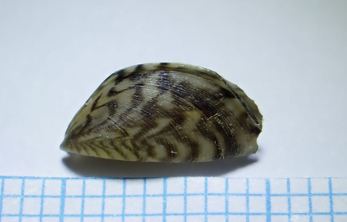 U Neretvi pronađen prvi živi primjerak zebraste dagnje na hrvatskoj obali