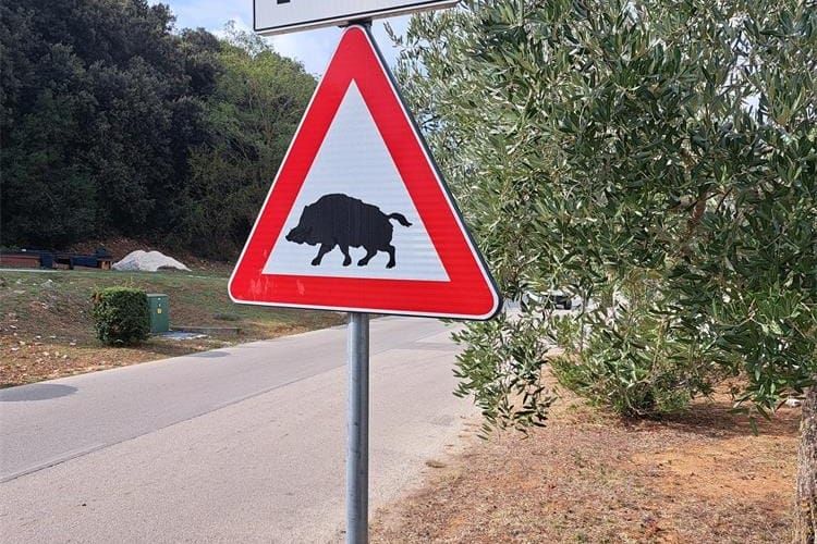 Na području Istre četiri naleta na divljač - Na automobilima nastala znatna materijalna šteta