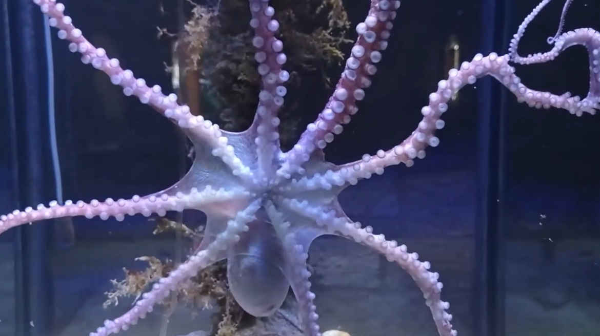 VIDEO Tračan, Callistoctopus macropus, hobotnica koja obitava u Jadranu, a o kojoj se još uvijek vrlo malo zna