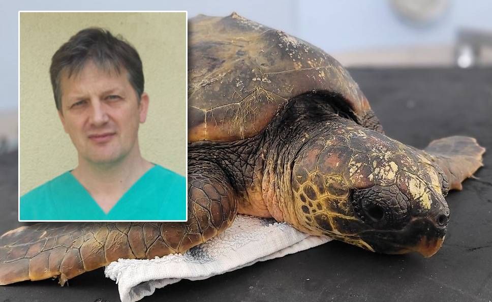 MORSKI HR DOZNAJE Uginule kornjače stižu danas na Veterinarski institut - Patolog: "Jedna stvar me jako brine..."