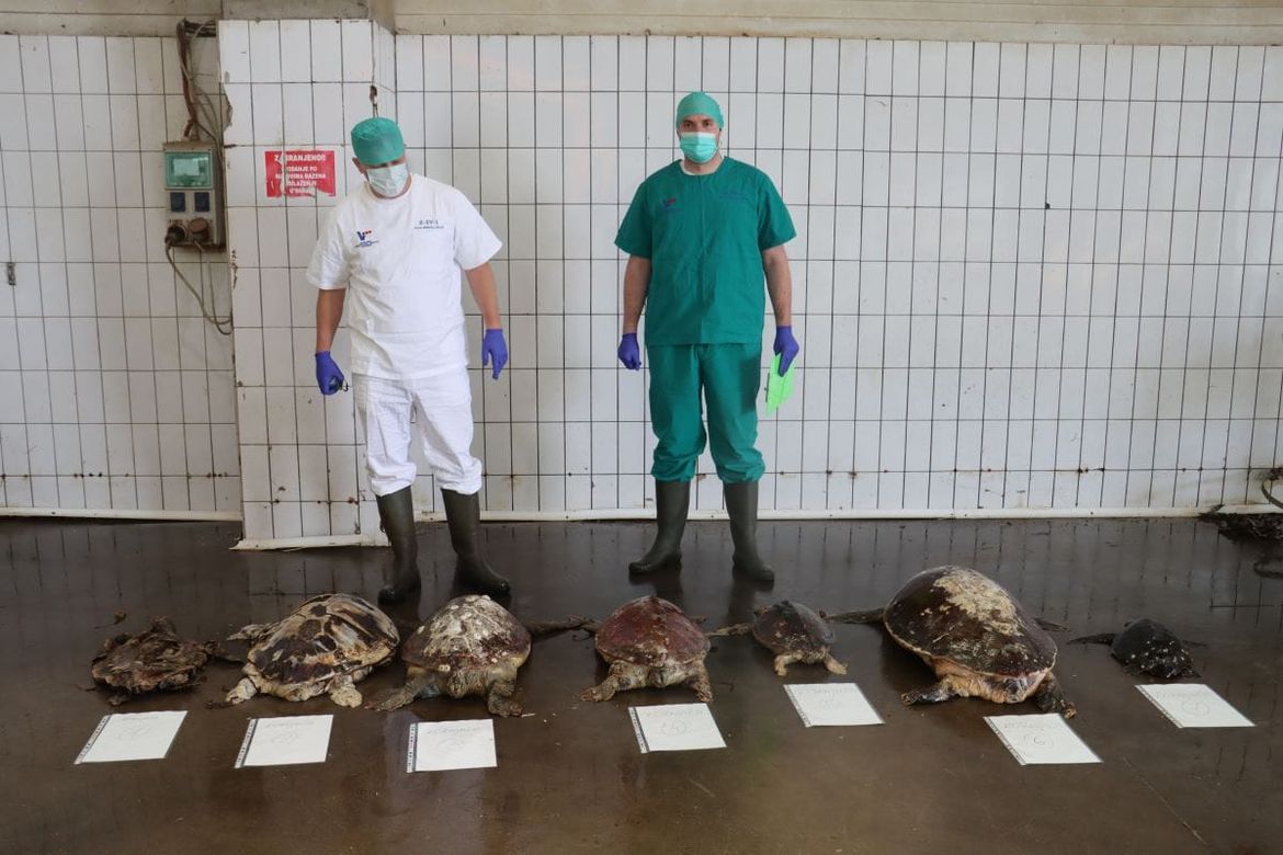 EKSKLUZIVNO DOZNAJEMO: Završena obdukcija, patolozi otkrili kako su nastradale želve kod Dugog otoka!