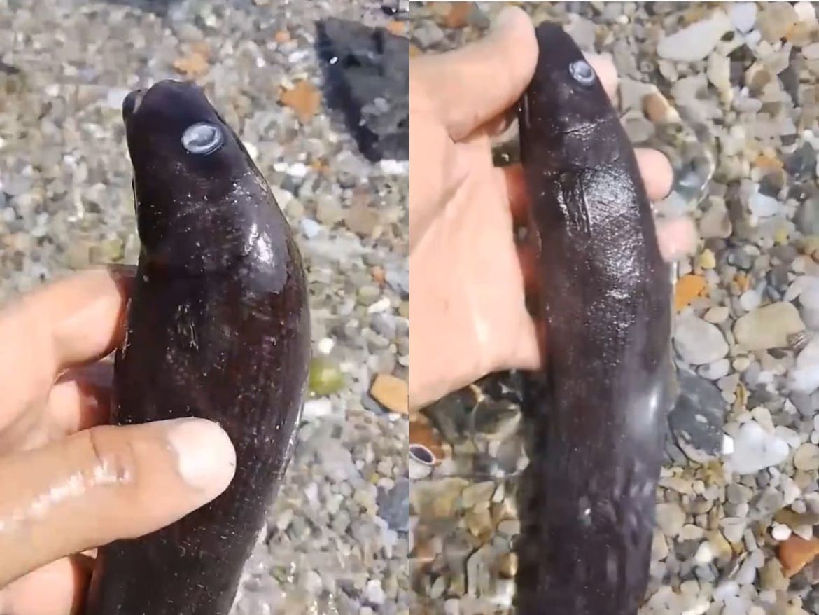 OPREZ! U Jadranu se pojavila nepoznata riba - nije jestiva!