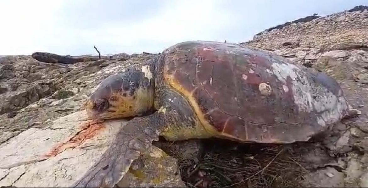 ŠOKANTAN PRIZOR NA DUGOM OTOKU Na poznatoj plaži pronađeno 12 uginulih glavatih želvi!