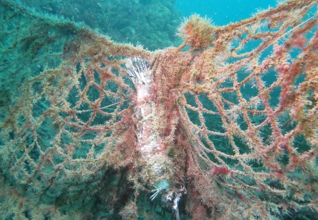 KRIVOLOV ISPRED ZADARSKE RIVE: "Mreža stajaćica stoji više od mjesec dana, vlasnik obiđe, uzme ulov i ostavi je u moru!"