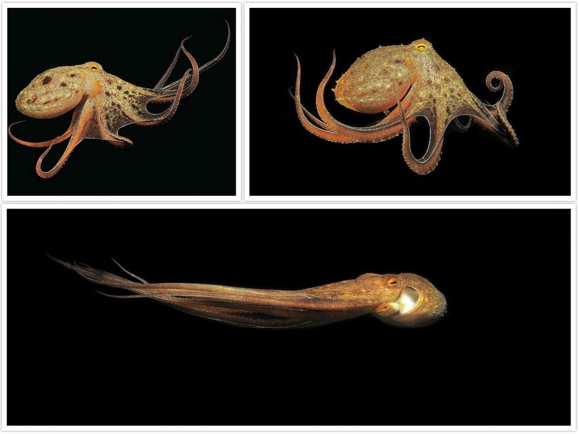 FOTO: MUZGAVAC Morsko stvorenje koje često brkamo s hobotnicom