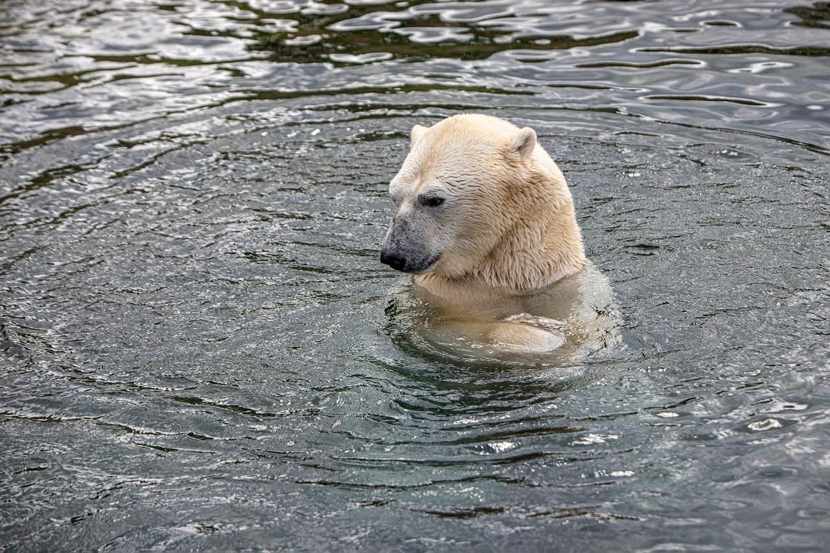 Polarnim medvjedima prijeti izgladnjivanje zbog sve dužih razdoblja bez leda