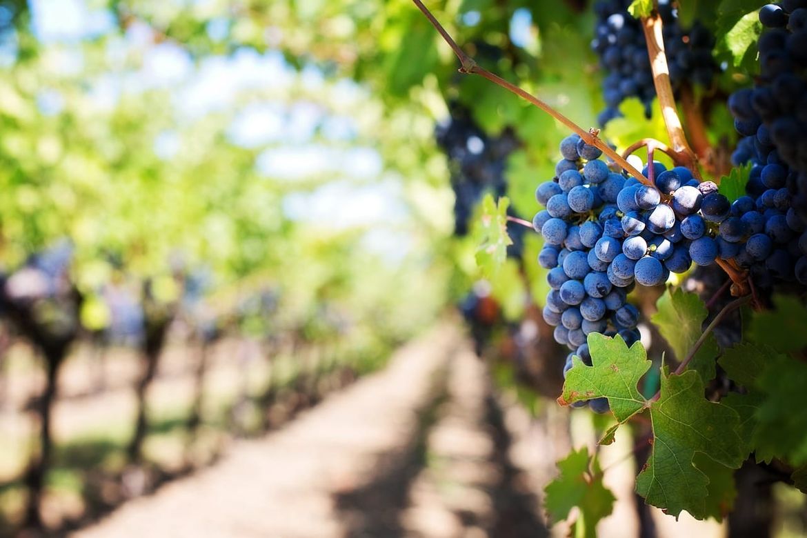 Usvojena Uredba o oznakama zemljopisnog podrijetla EU za vino i poljoprivredne proizvode