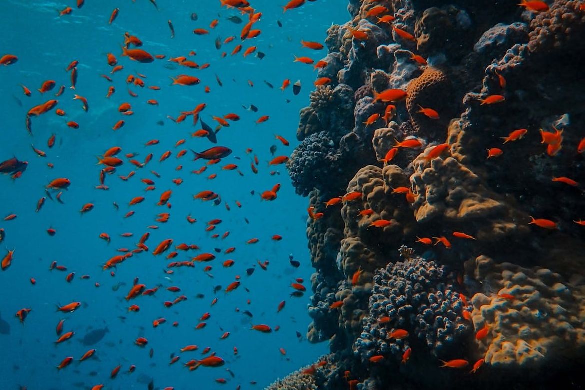 Zvukovi grebena mogu potaknuti regeneraciju koralja - Na klimatske promjene nažalost nemaju utjecaja