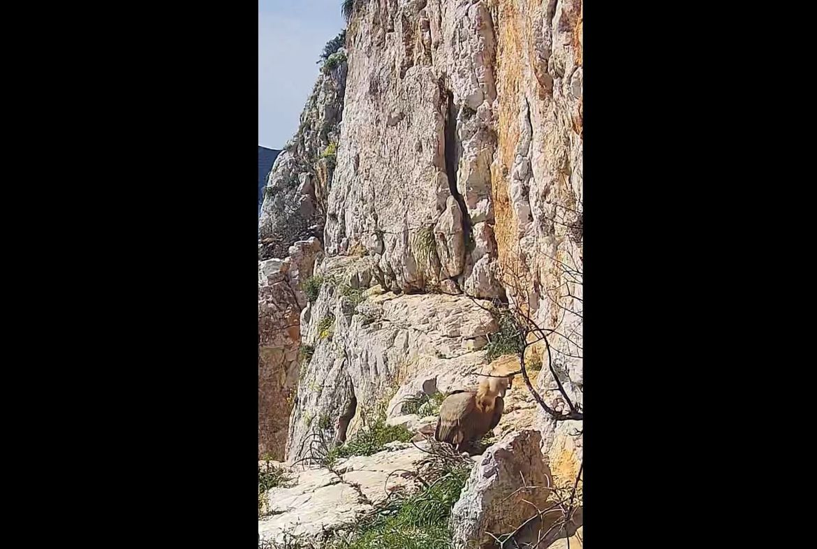 VIDEO Bjeloglavi supovi su dobili mladunče - Izaberimo mu ime!