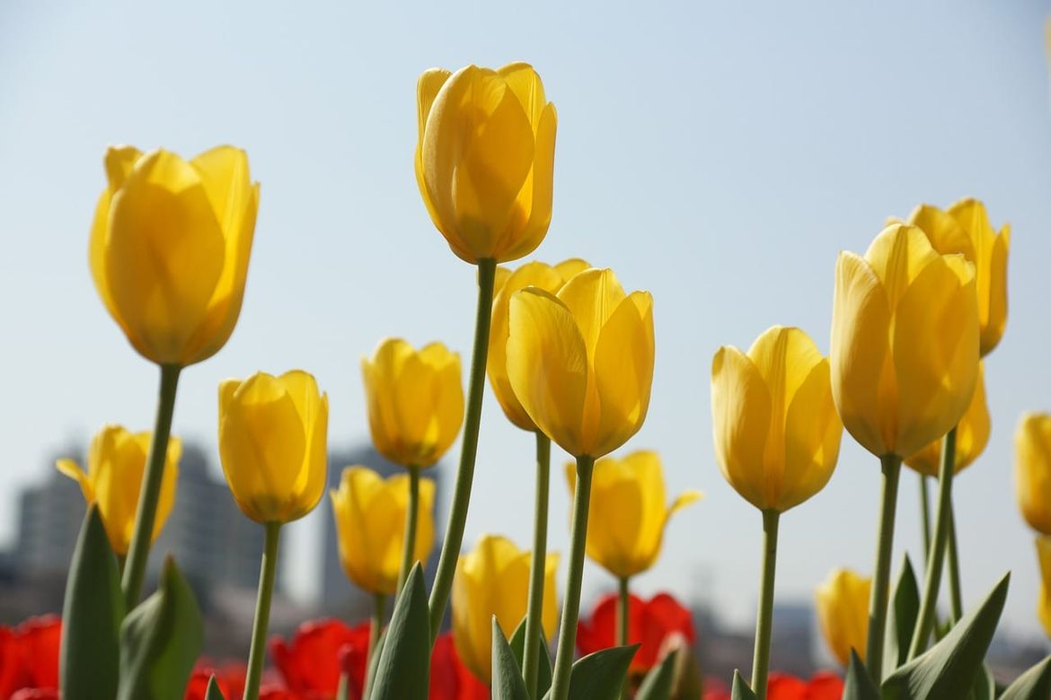 Muljali s bespovratnim sredstvima za uzgoj tulipana u Istri