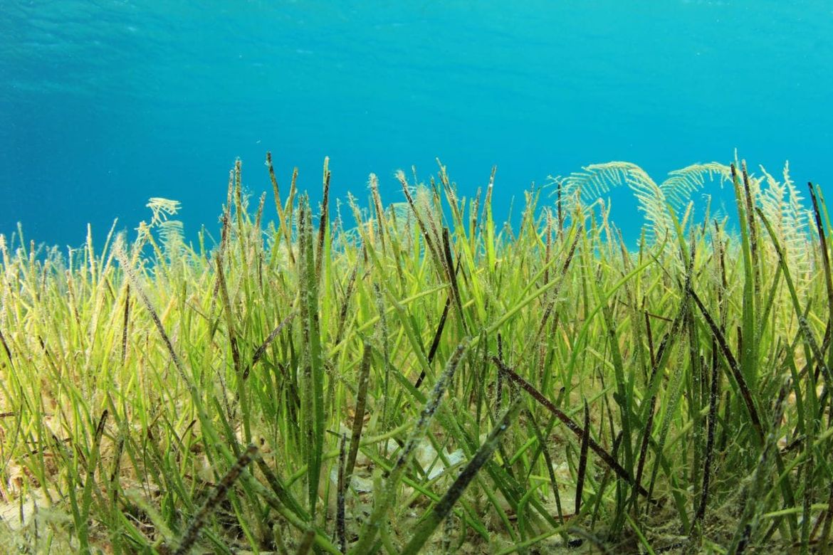 Sadnja morske trave u borbi protiv klimatskih promjena