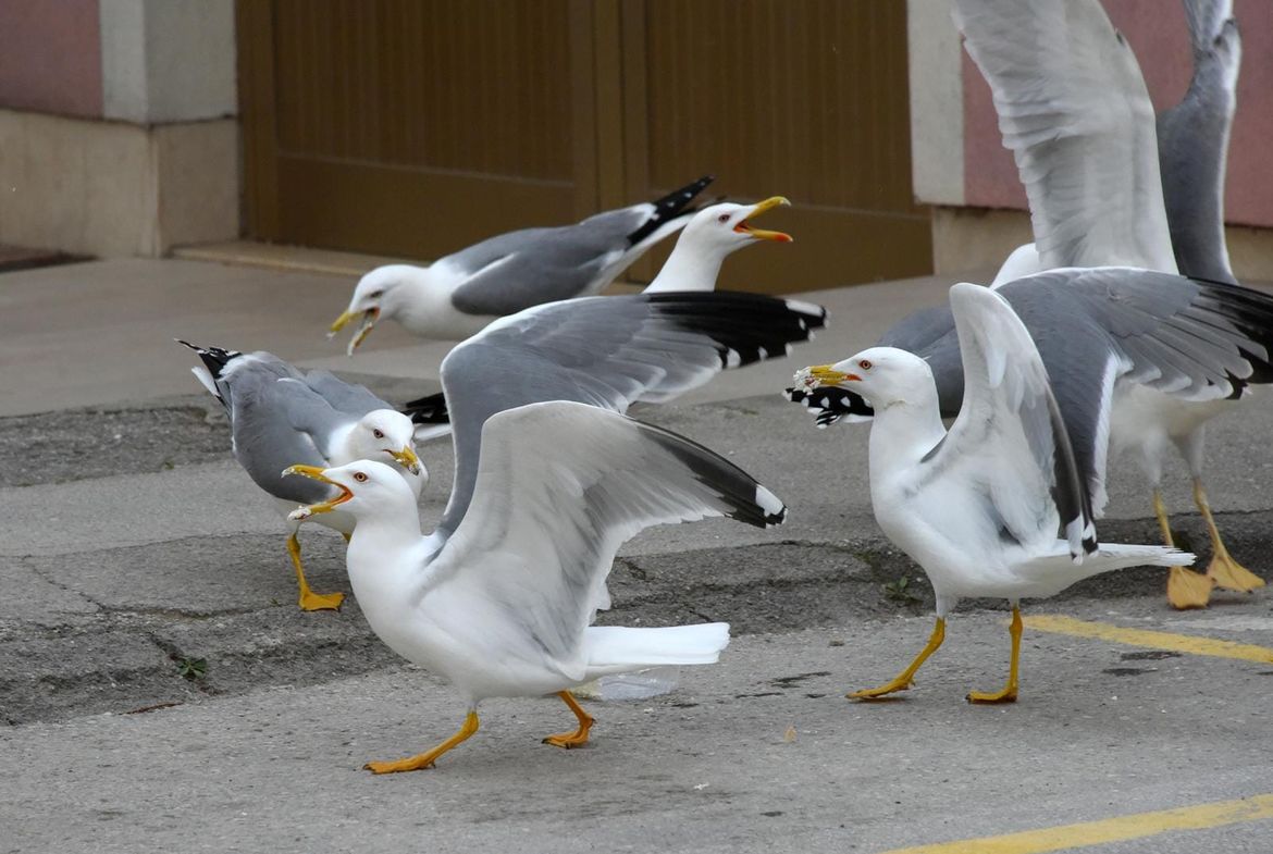 PROBLEMI S GALEBOVIMA Kupcu ispred pekare ukrali krempitu, pa se oko nje potukli
