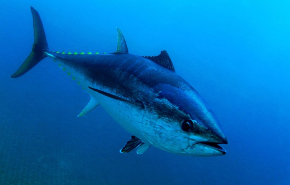 Ovo su rezultati natječaja za plivarice tunolovke!