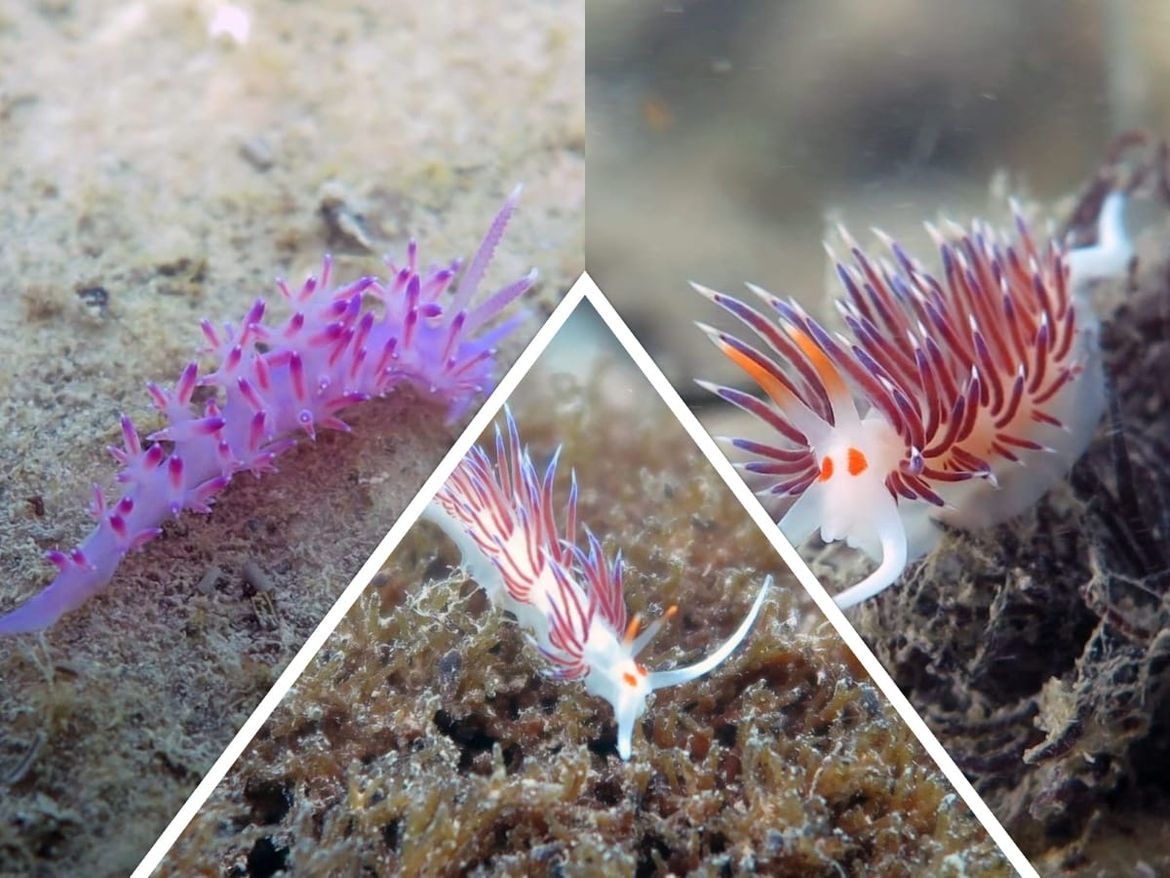 Akcija snimanja i čišćenja podmorja povodom Dana planeta Zemlje na otoku Pagu