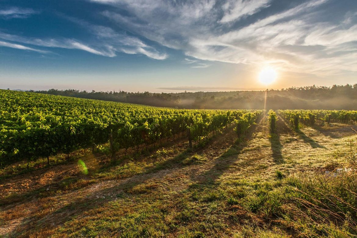 NESTANAK VINOGRADA Svake ih je godine u Istri sve manje, izbrisane su stotine hektara!