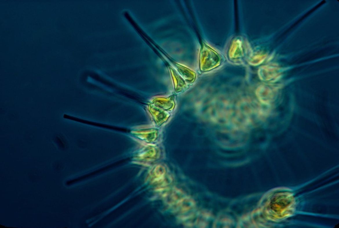 Ključnu ulogu u uklanjanju CO2 iz atmosfere imaju oceani - Glavni pokretač tog procesa je fitoplankton