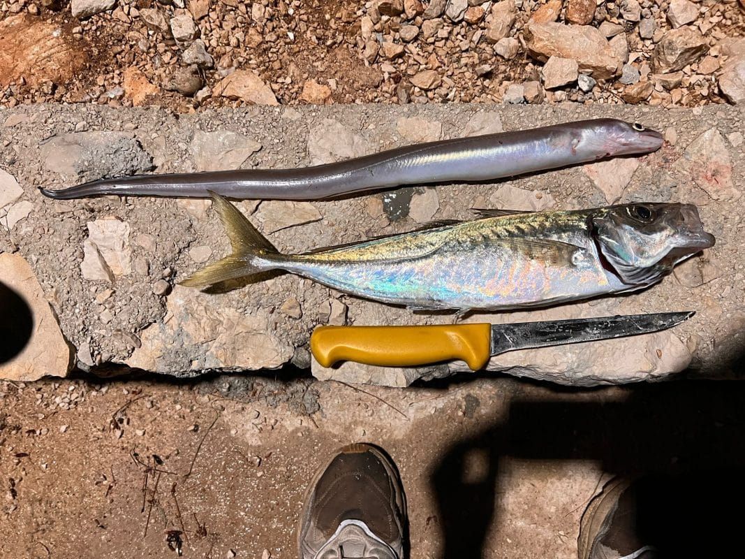 Ispod Pelješkog mosta ulovljen do sad najveći zabilježen šarun