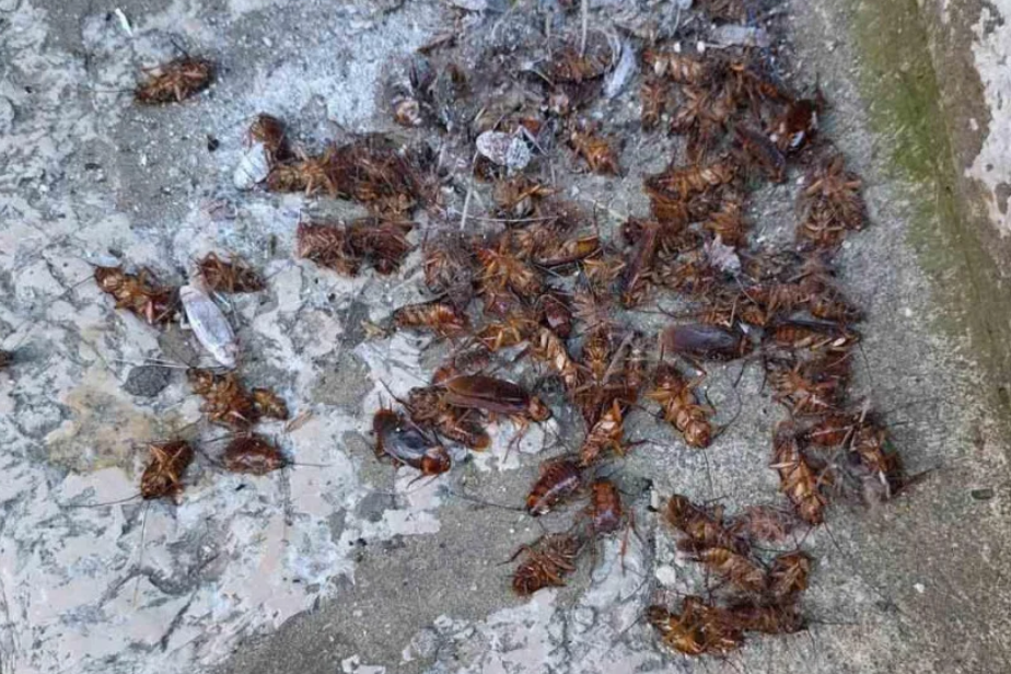 BUBE SU U GLAVI - I PO CESTI Iznajmljivači apartmana u Dubrovniku šokirani: "Pobjeći će nam gosti!"