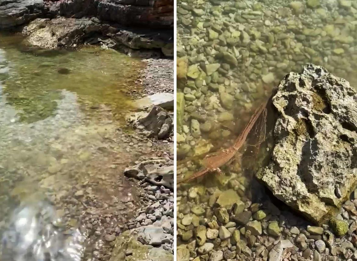 JUTROS PLAVA, A SADA SMEĐA UVALA: "Pogledajte što plažama na Jelsi rade turistički kruzeri iz Makarske i Podgore!"