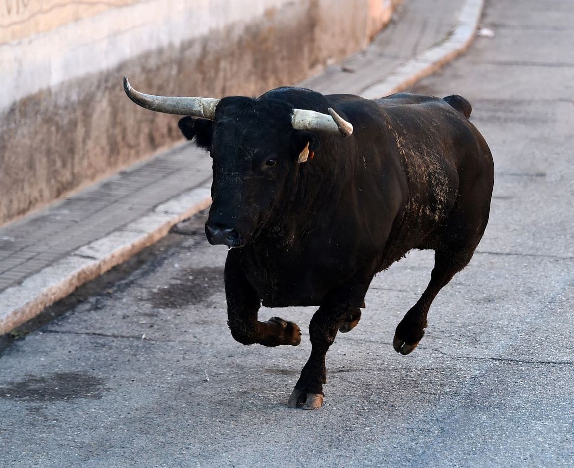 U Kaštelima pobjegla dva bika, građani se pozivaju na oprez!