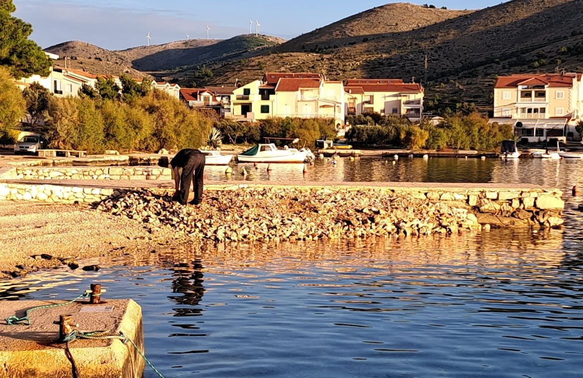 Didovi su motikom krali zemlju od kamena, a potomci je u Žaboriću guraju u more...