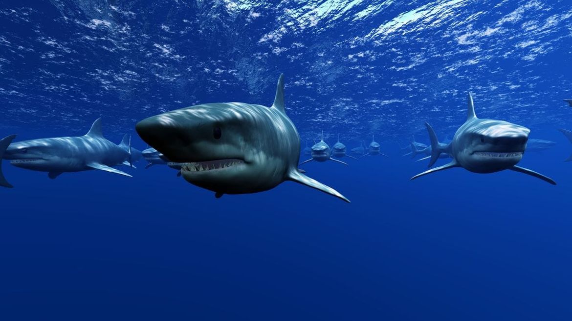 NADROGIRANI MORSKI PSI Test biologa pokazao sto puta veću koncentraciju kokaina od drugih morskih životinja!