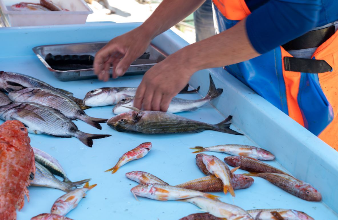 POŠTUJMO ŽIVOT U MORU Prijatelji Životinja imaju novu kampanju i žele zabraniti pridnene koće, ali i savjetuju građanima: "Ne lovite ribu radi zabave!"