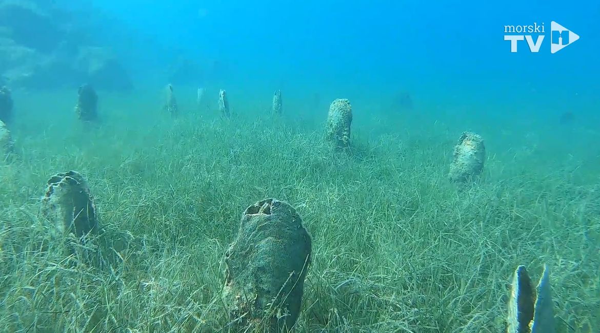 PERISKE Jeste li ih vidjeli? Najvrjednijim dojavljivačima obećane nagrade!