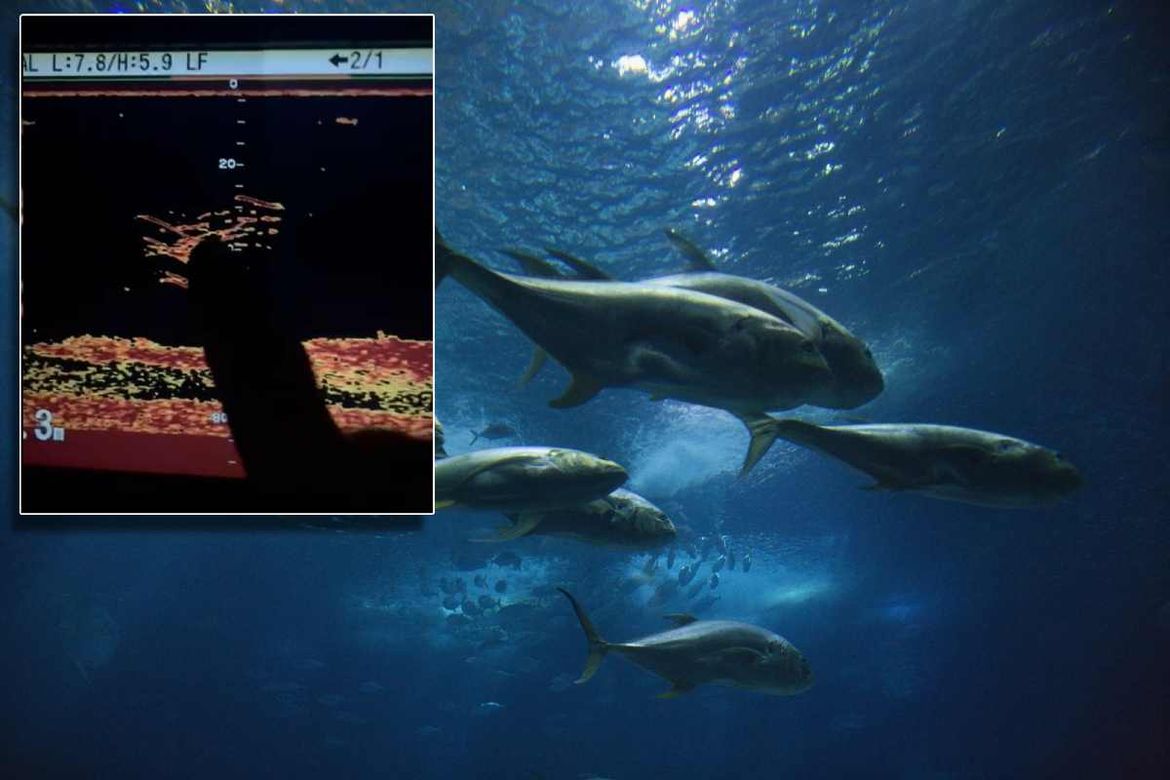 RIBARSKA STRANA MEDALJE: "Jadran je pun tuna, a ne smijemo ih loviti, zbog njih nam je prepolovljen ulov srdela i inćuna!"