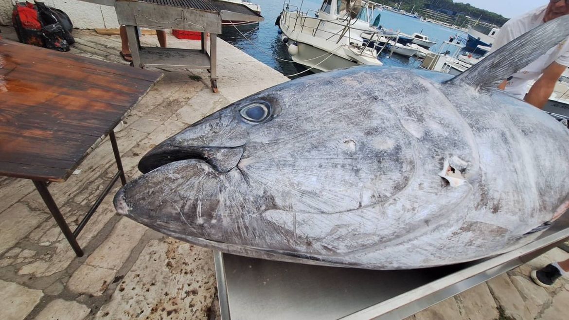 HIT U ROVINJU Tuna fest oduševljava - iz mora na gradele!