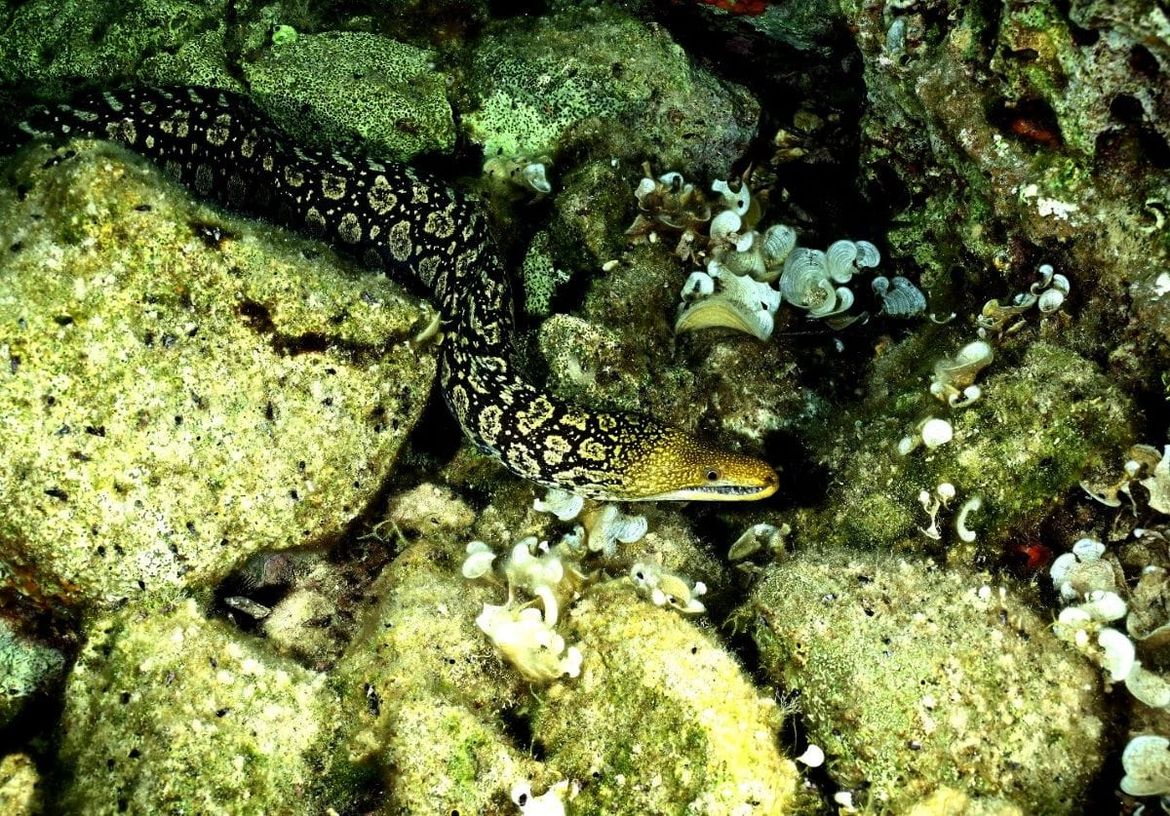 Svoj dom u Nacionalnom parku Mljet pronašla je Šiljatozuba murina