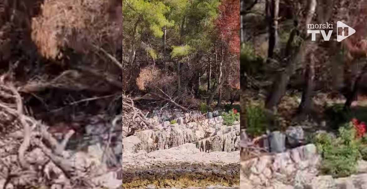 STRAŠNE POSLJEDICE Vezivanje kruzera i jahti uz stabla uzelo danak: "Sve više ih je iščupano, usahlo, slomljeno..."