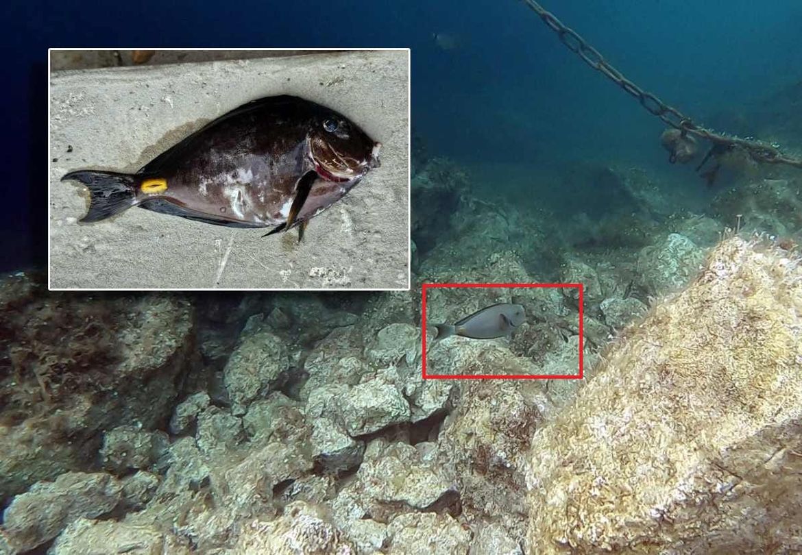 RIBA KIRURG Vrsta iz istočnog Atlantika nastanila se u riječkom akvatoriju