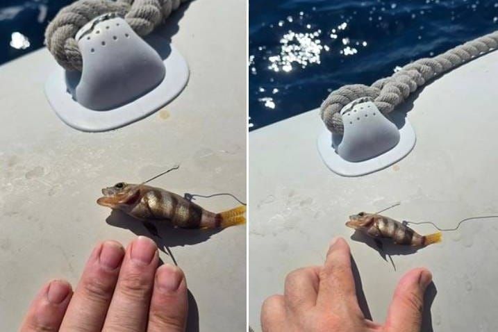 KAKAV ULOV Vrsni ribolovac pohvalio se ovim komadom!