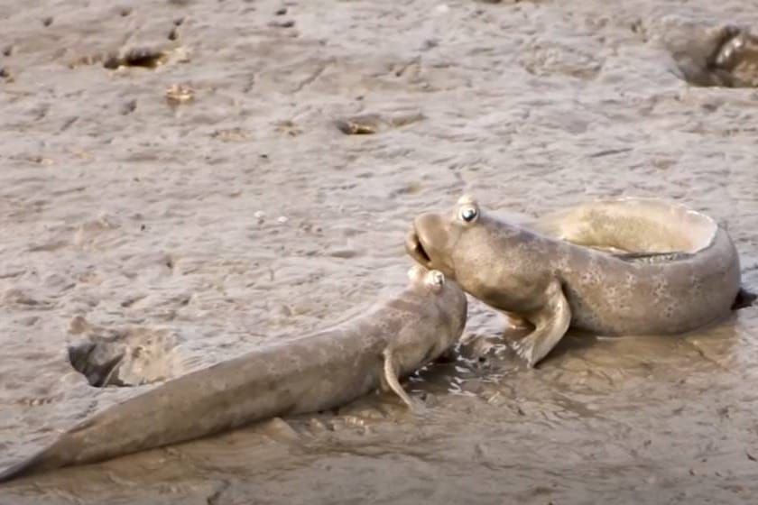 ZBILJA SU POSEBNE Ovo je riba koja i pliva i hoda!