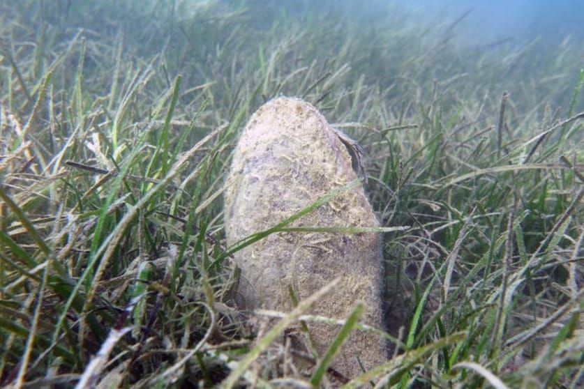 Periska "Živka" raste kod Zadra i jako je lijepa!