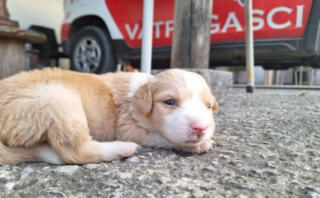 Netko je na Braču niz liticu bacio pet štenaca- spasili su ih vatrogasci!