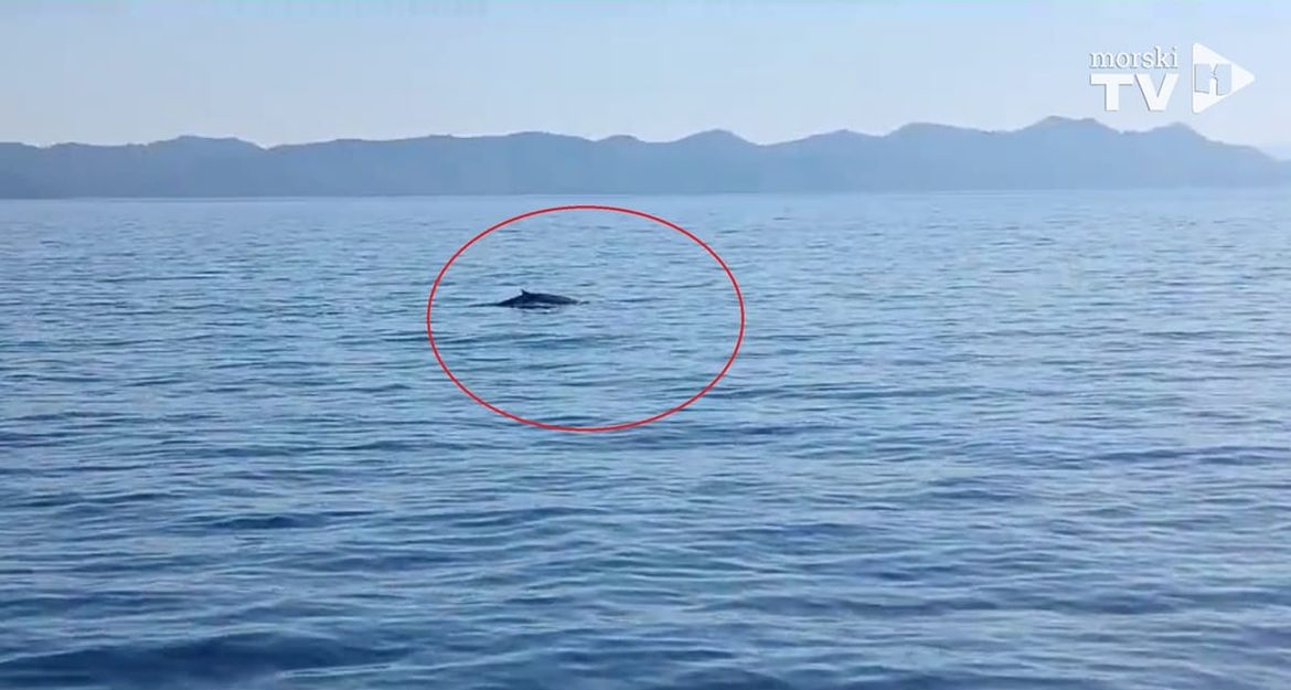 Nautičar uočio i snimio kita kod Mljeta te napravio sve po propisima - Evo i snimke!