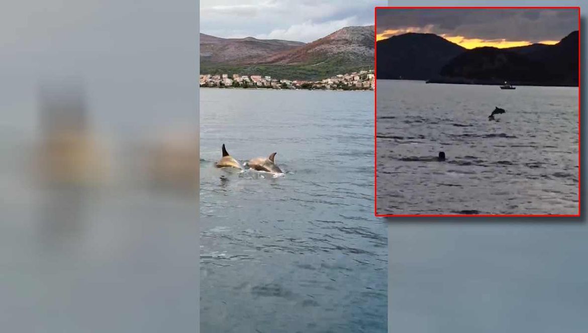 KAZNE DO 33 TISUĆE EURA Svi pišu o "čovjeku dupinu", no plivati s ovim sisavcima i uznemiravati ih je zabranjeno!