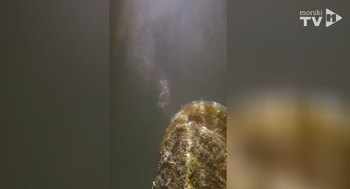Hrvatski znanstvenici imaju izvrsne vijesti za periske: "Otkrili smo nešto nevjerojatno!"