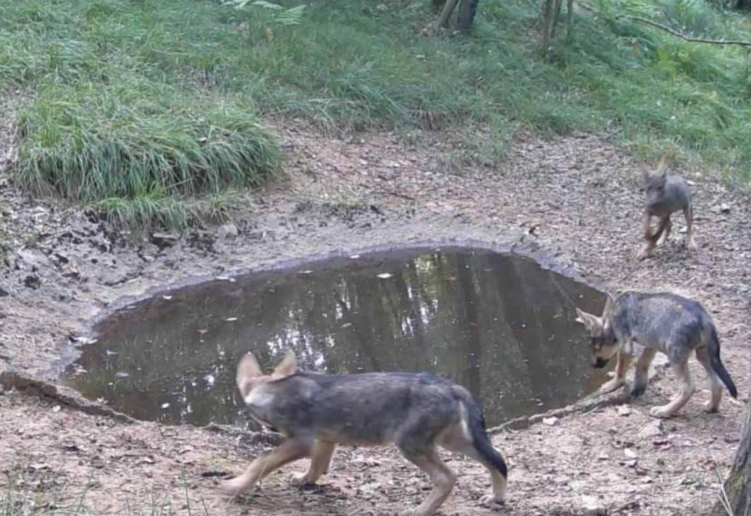 Čopor vukova šeta po Kastvu!