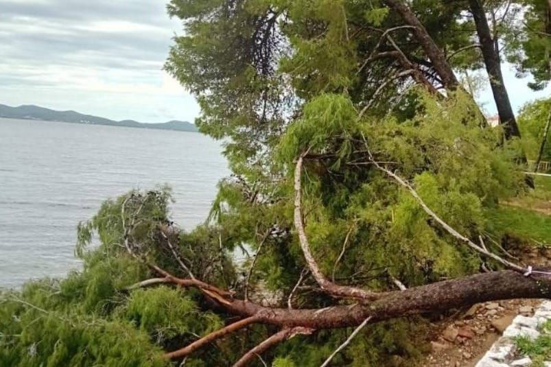 Snažno jugo u more srušilo veliki bor u Zadru - nema više hlada za kupače!