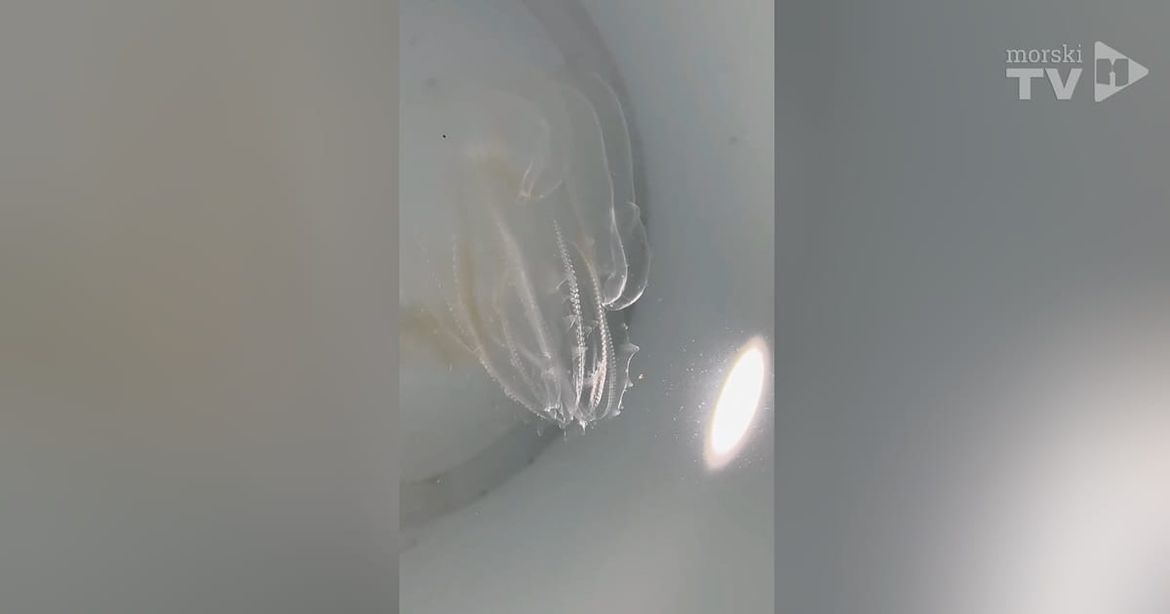 VIDEO Na otoku Cresu uočena autohtona vrsta rebraša